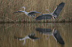 grey heron