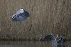 grey heron