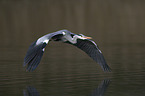 grey heron