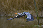 grey heron