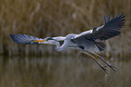 grey heron