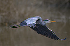 grey heron