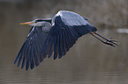 grey heron