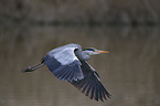 grey heron