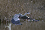 grey heron