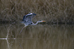 grey heron