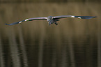 grey heron