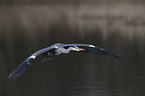 grey heron