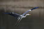 grey heron