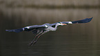 grey heron