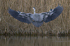 grey heron