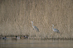 grey heron