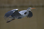 grey heron