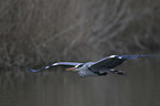 grey heron