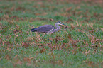 grey heron