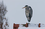 grey heron