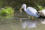 grey heron