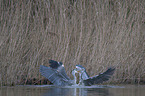 grey heron