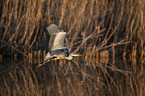 grey heron