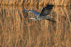 grey heron