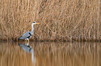 grey heron