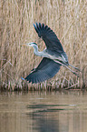 grey heron