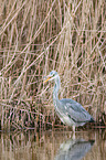 grey heron