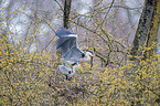 Grey herons sitting in tree