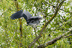 grey heron sit in trees