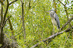 grey heron sit in trees