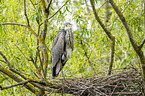 grey heron sit in trees