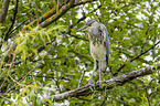 grey heron sit in trees
