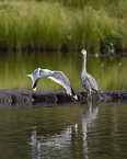 grey heron and common gull