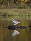 grey heron