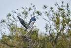 grey heron