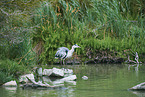 grey heron