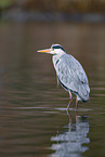 grey heron