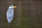 grey heron