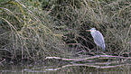 grey heron