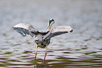 grey heron