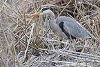 grey heron