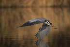 grey heron