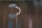 grey heron