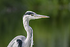 grey heron