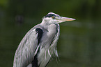 grey heron