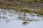 grey heron