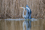 grey heron