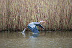 grey heron