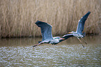 grey heron