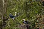 grey heron